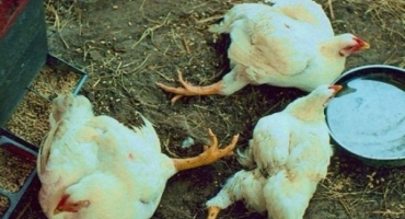 Proč brojlerům selhávají nohy a jak je léčit?